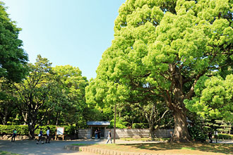 平塚市総合公園／園内の樹木