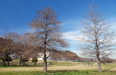 河津桜の咲く引地川親水公園