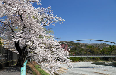 桜咲く釜の淵公園