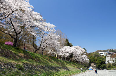 桜咲く釜の淵公園
