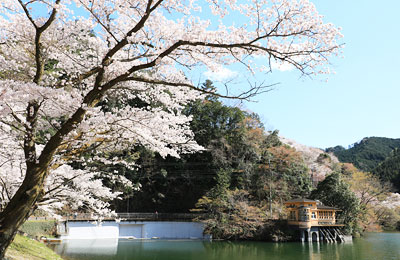 桜咲く鎌北湖
