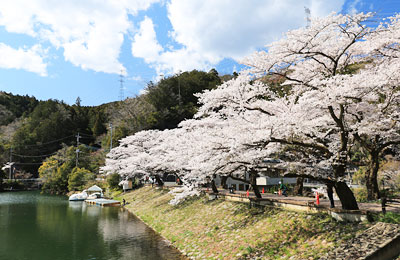 桜咲く鎌北湖