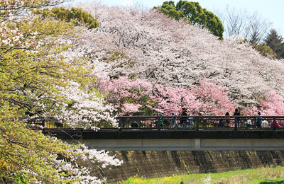 桜咲く昭和記念公園