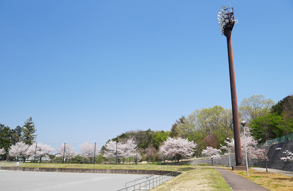 桜咲く毛呂山総合公園