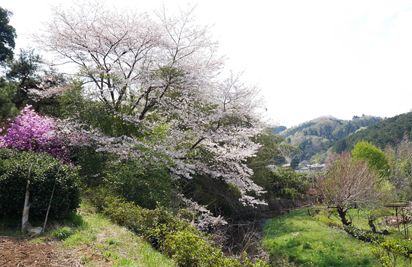 春の大谷木