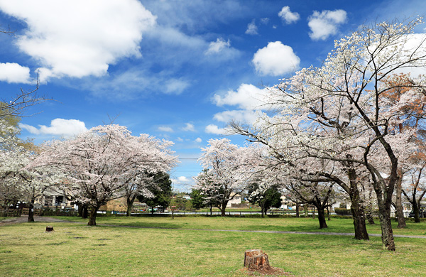桜咲く智光山公園