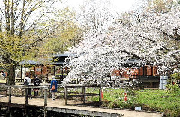桜咲く智光山公園