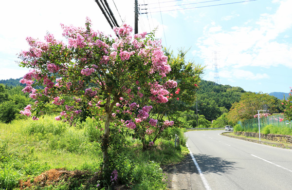 黒山の百日紅並木 黒山の百日紅並木
