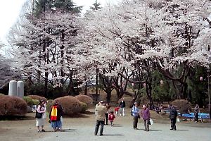 花見客で賑わう富士森公園