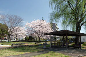 桜咲く上柚木郷戸公園