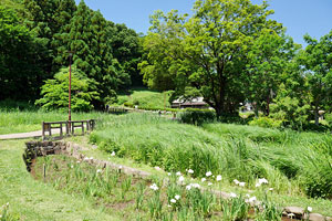 片倉城跡公園−湿地