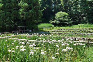 花菖蒲の咲く片倉城跡公園