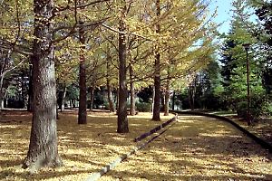 椚田公園