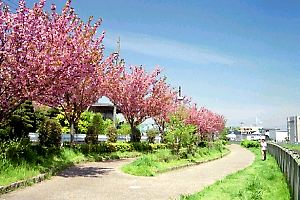 八重桜の咲く由木緑道