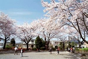 桜咲くめじろ台南公園