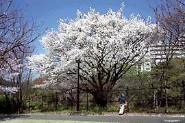 桜咲く柳沢の池公園