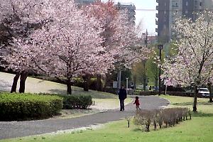 桜咲く柳沢の池公園