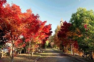 紅葉に染まるゆりのき台中央公園