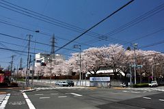 工場の桜並木