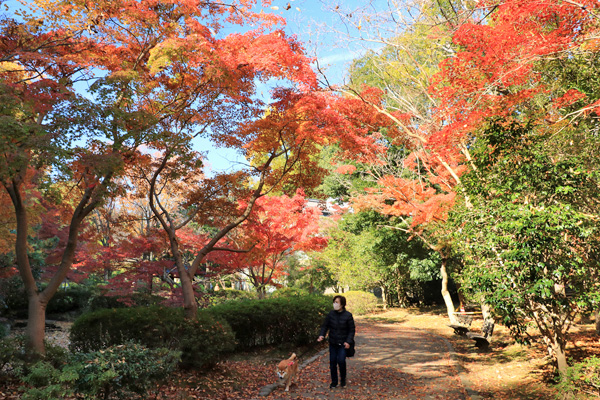 紅葉に染まる芹ヶ谷公園 紅葉に染まる芹ヶ谷公園