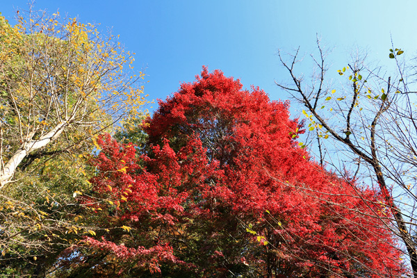 紅葉に染まる芹ヶ谷公園 紅葉に染まる芹ヶ谷公園