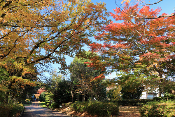 紅葉に染まる芹ヶ谷公園 紅葉に染まる芹ヶ谷公園
