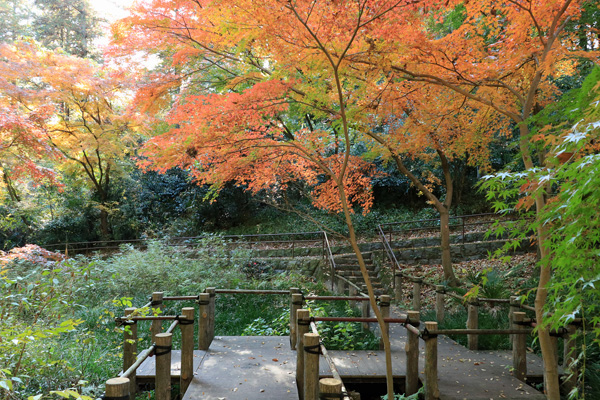 紅葉に染まる芹ヶ谷公園 紅葉に染まる芹ヶ谷公園