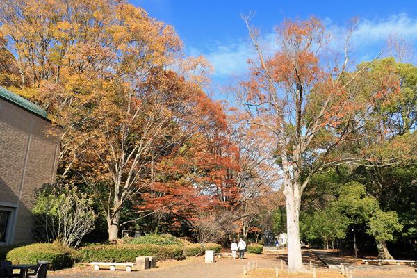 紅葉に染まる芹ヶ谷公園 紅葉に染まる芹ヶ谷公園