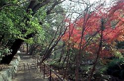 紅葉に染まる芹ヶ谷公園