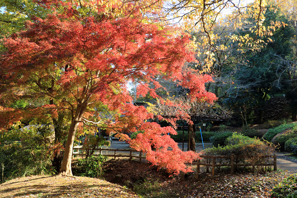 紅葉に染まる芹ヶ谷公園 紅葉に染まる芹ヶ谷公園