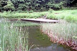 忠生公園　源流の池