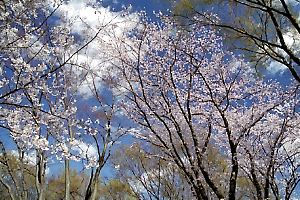 桜咲く鶴間公園