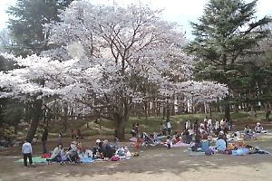 桜咲く鶴間公園