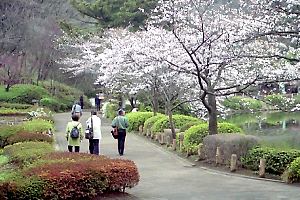 桜咲く薬師池公園