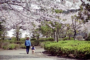 桜咲く鹿沼公園