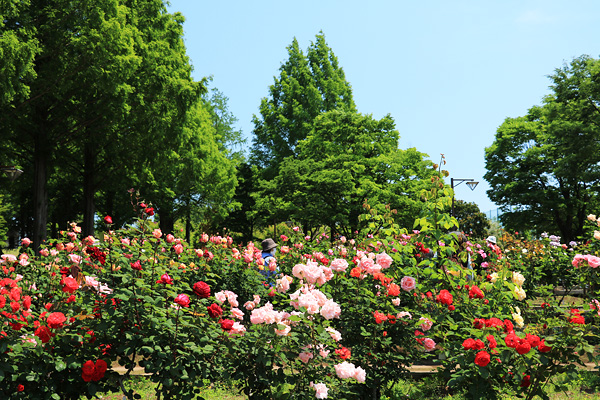 薔薇の咲く相模原北公園