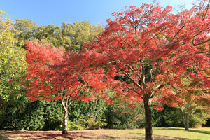 紅葉に染まる相模原公園