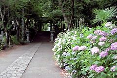 紫陽花の咲く当麻山公園