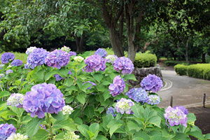 紫陽花の咲く横山公園