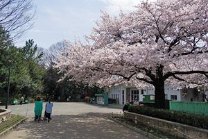 桜咲く横山公園