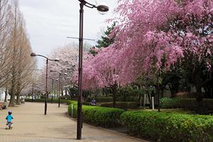 桜咲く横山公園／樹林広場脇
