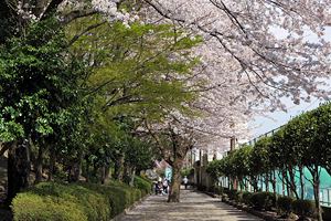 桜咲く横山公園／テニスコート横