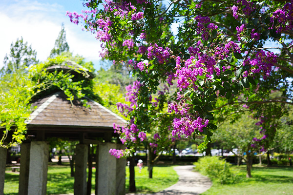 百日紅の咲く横山公園