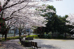 桜咲く二反田公園