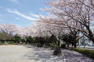 桜咲く二反田公園