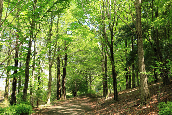 大谷戸公園 大谷戸公園