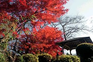 紅葉に染まる桜ヶ丘公園