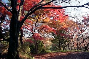 紅葉に染まる桜ヶ丘公園
