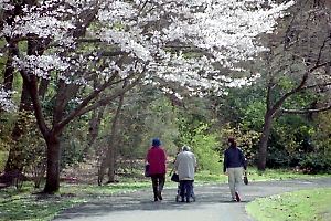 桜咲く桜ヶ丘公園