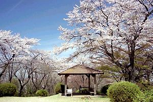 桜咲く桜ヶ丘公園−丘の上広場